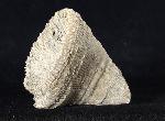 Placosmilia vidali (MALLADA 1892) - Bild © FossNet FossilienStore